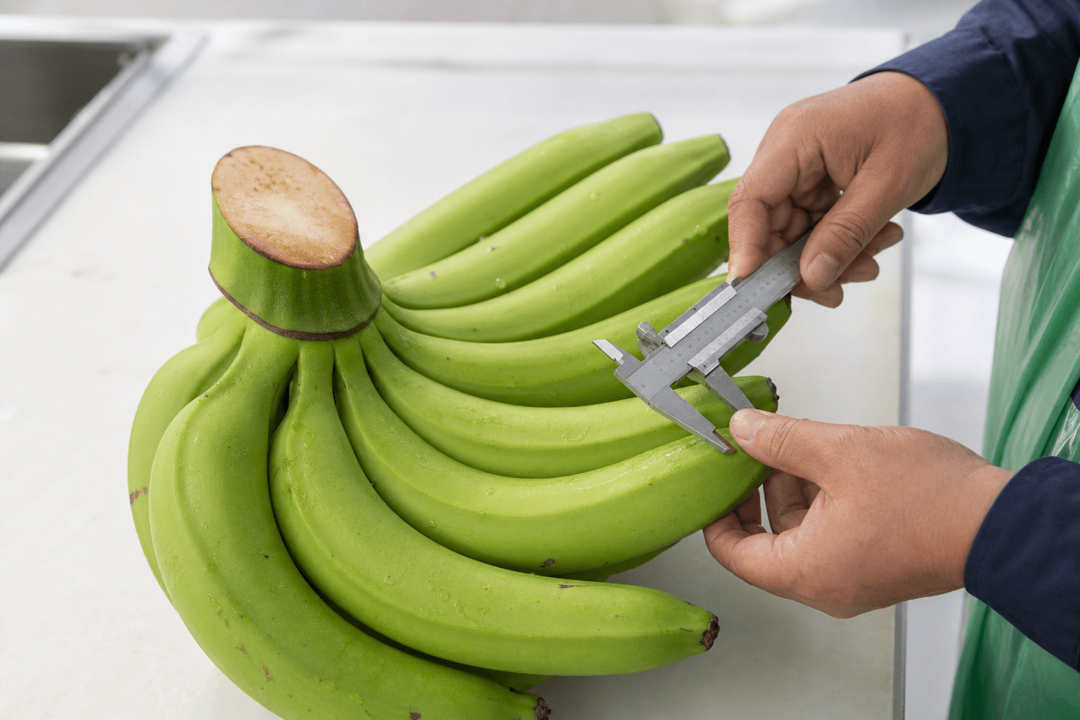 Representative inspection of green Cavendish bananas