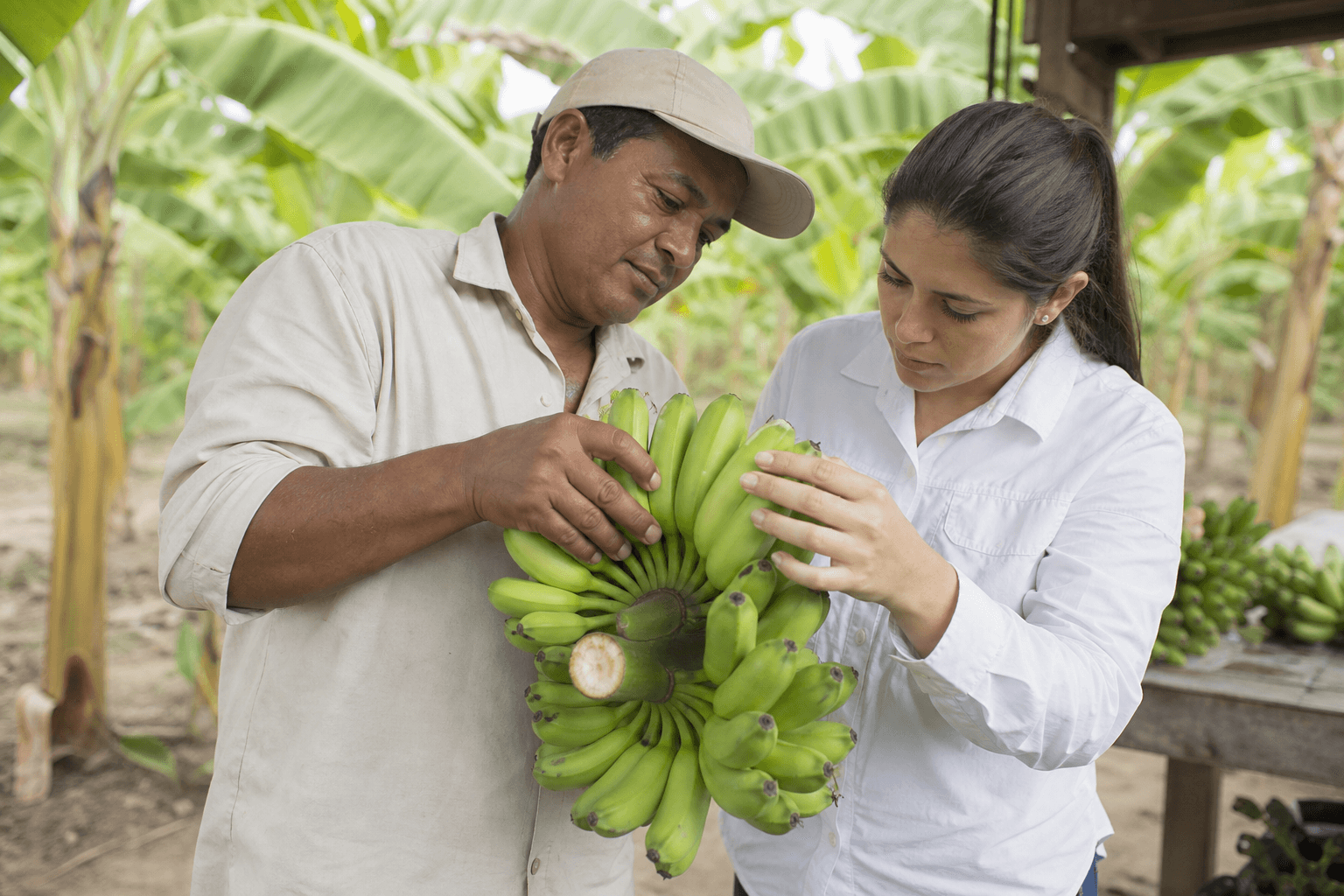 Banana quality inspection at origin